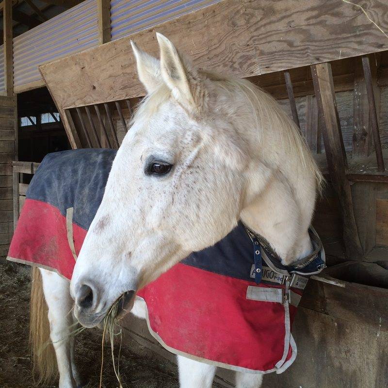 Carlisle Springs Farm - photo 16