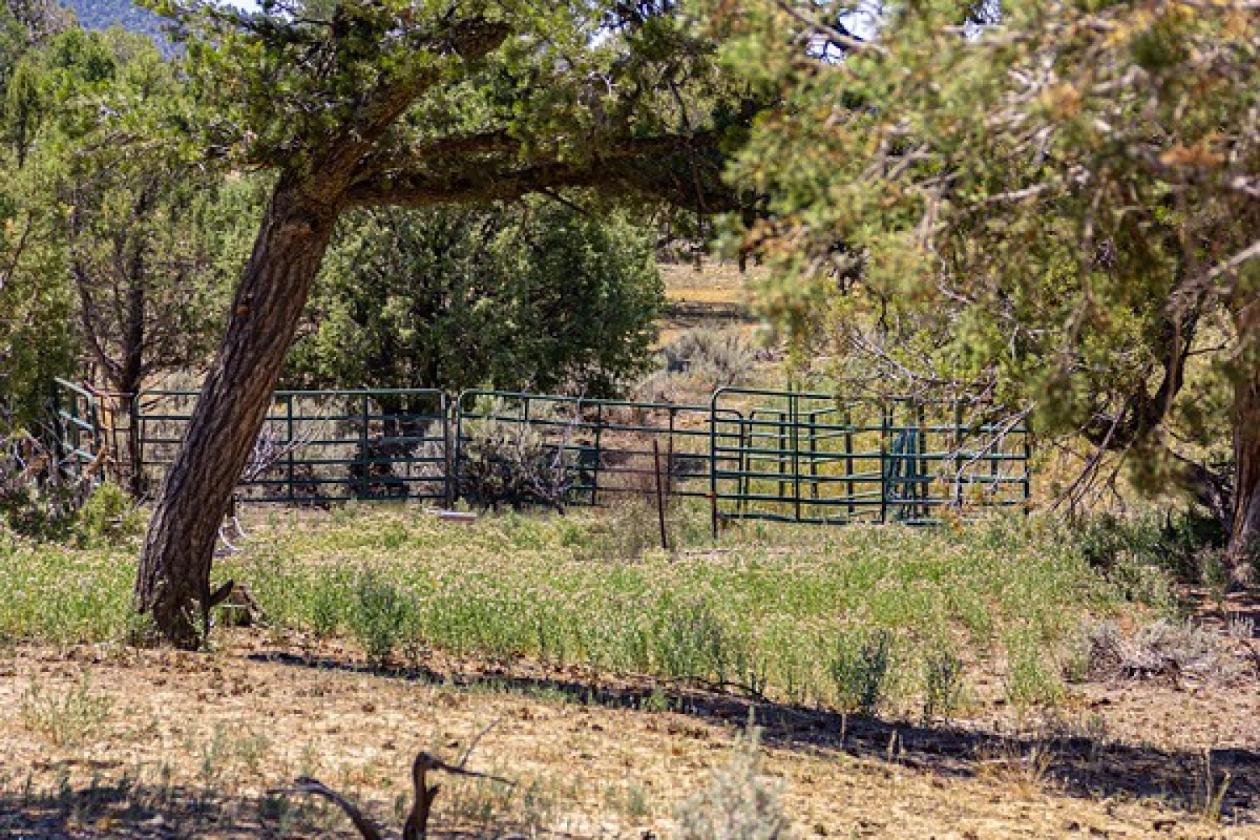 Picturesque 80-acre ranch! - photo 17