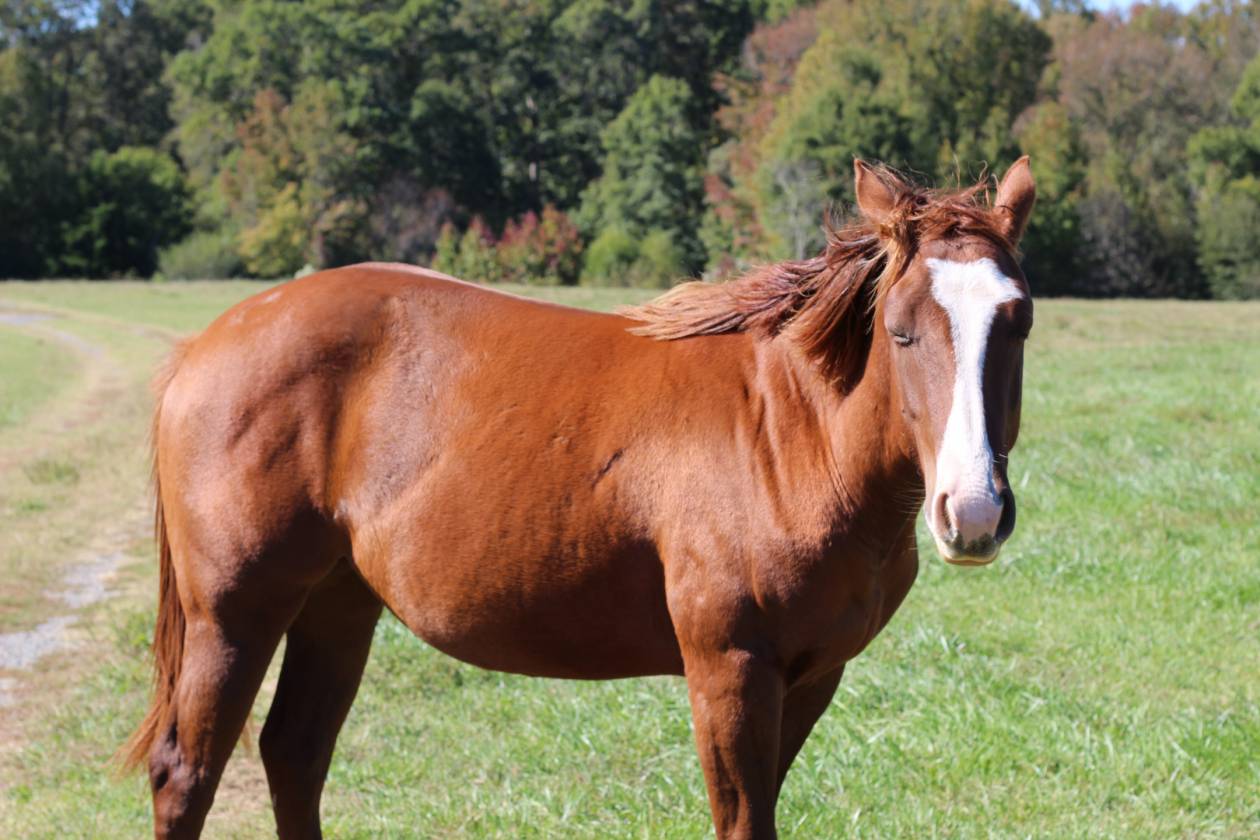 140 AC Horse Facility NC within 30 miles Pinehurst - photo 23