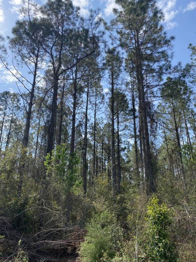 20 ACRE BEAUTIFULLY WOODED HOMESTEAD - photo 22