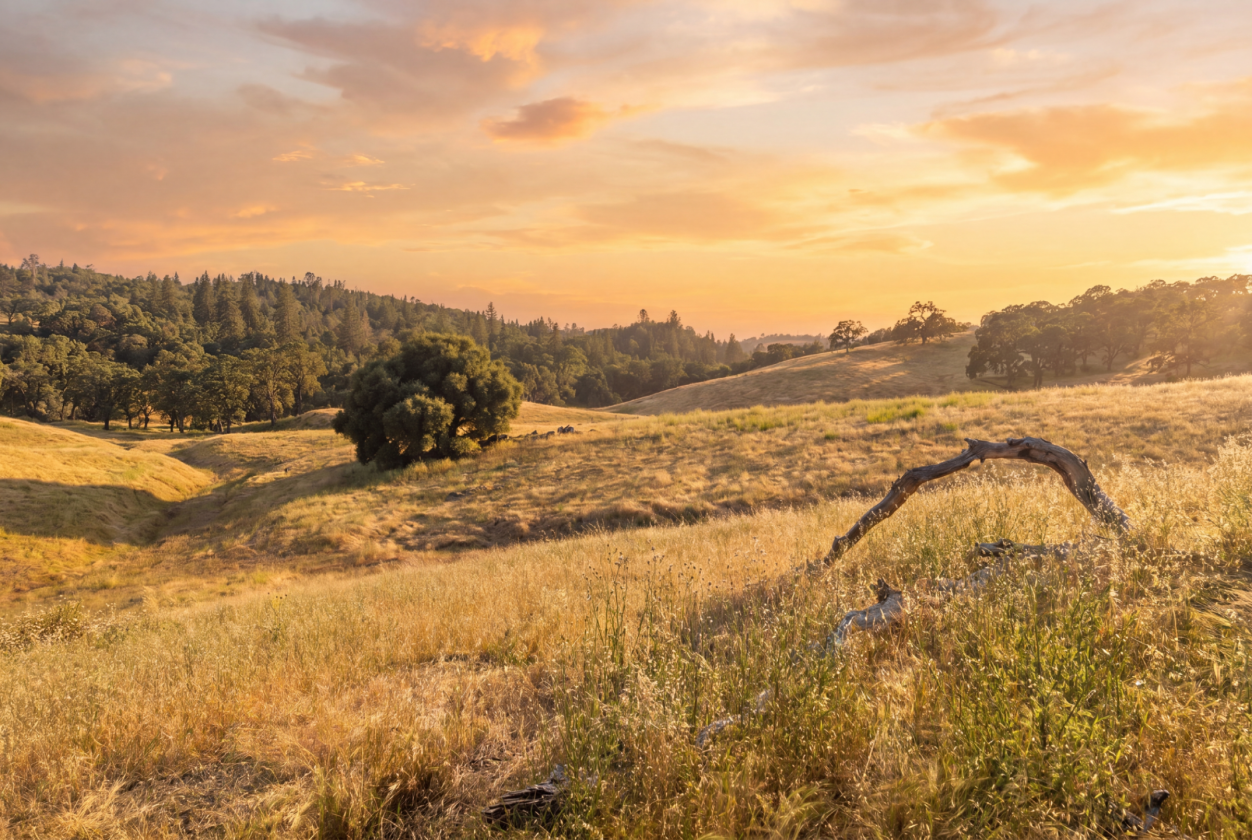 Amoruso Ranch - photo 3