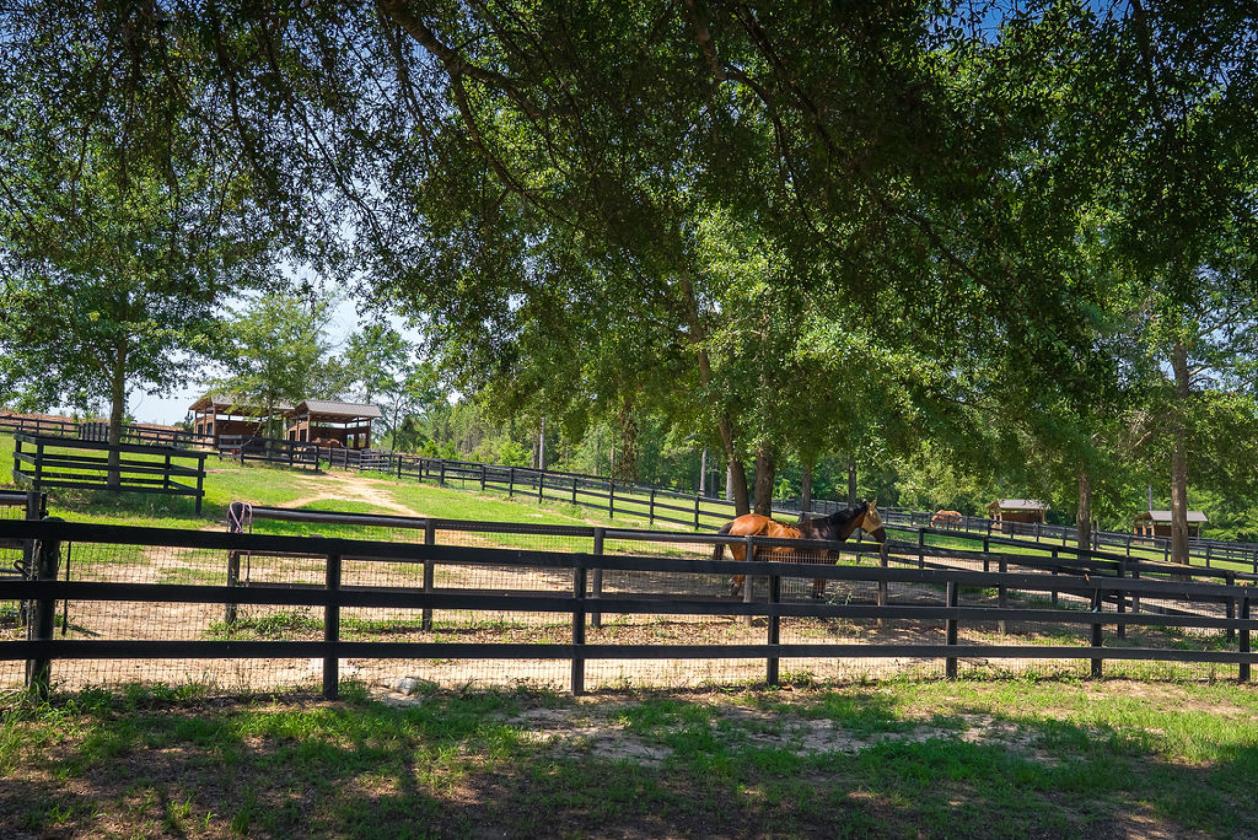 Horse-Ready in Aiken’s Goodsprings Plantation - photo 4