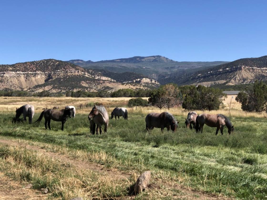 Mountain horse property 60+ acres with 4000 sf home Cedaredge, Delta