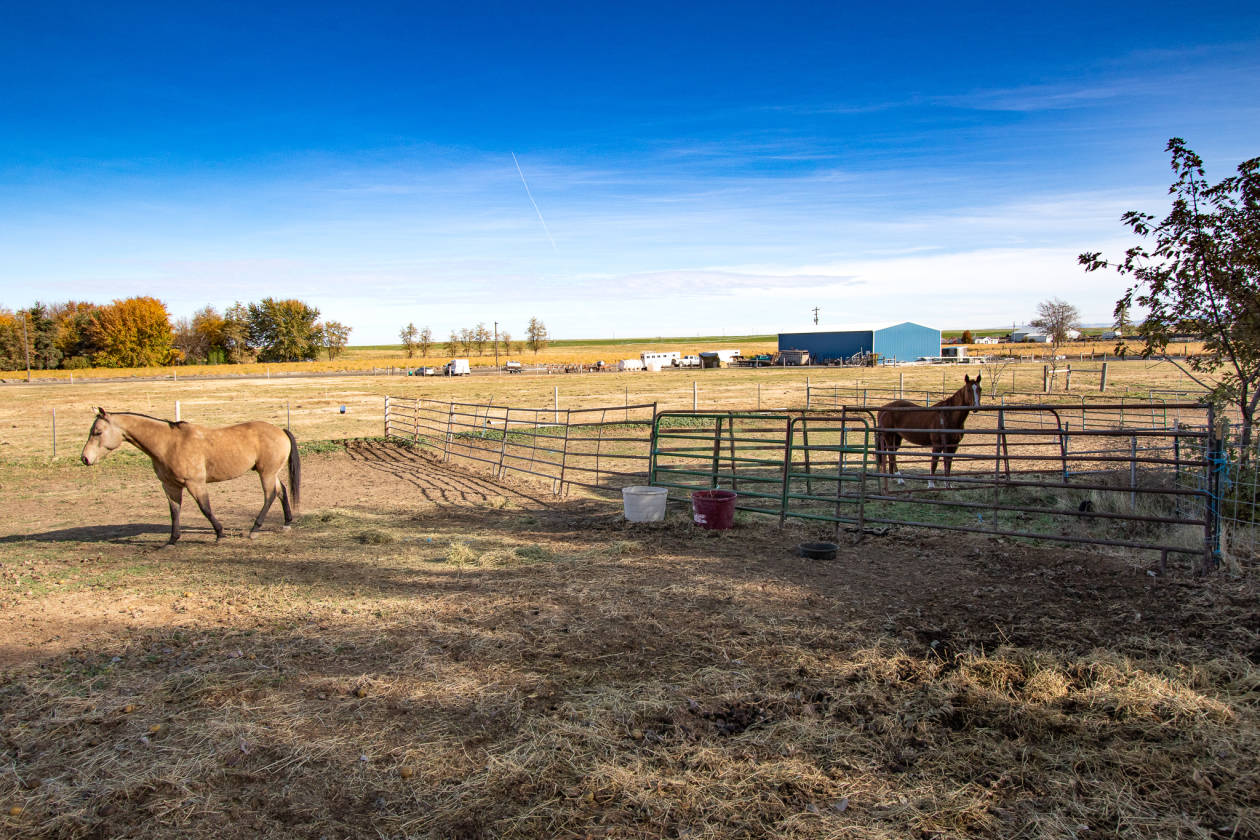 Horse properties with 2 houses and views of the... Milton