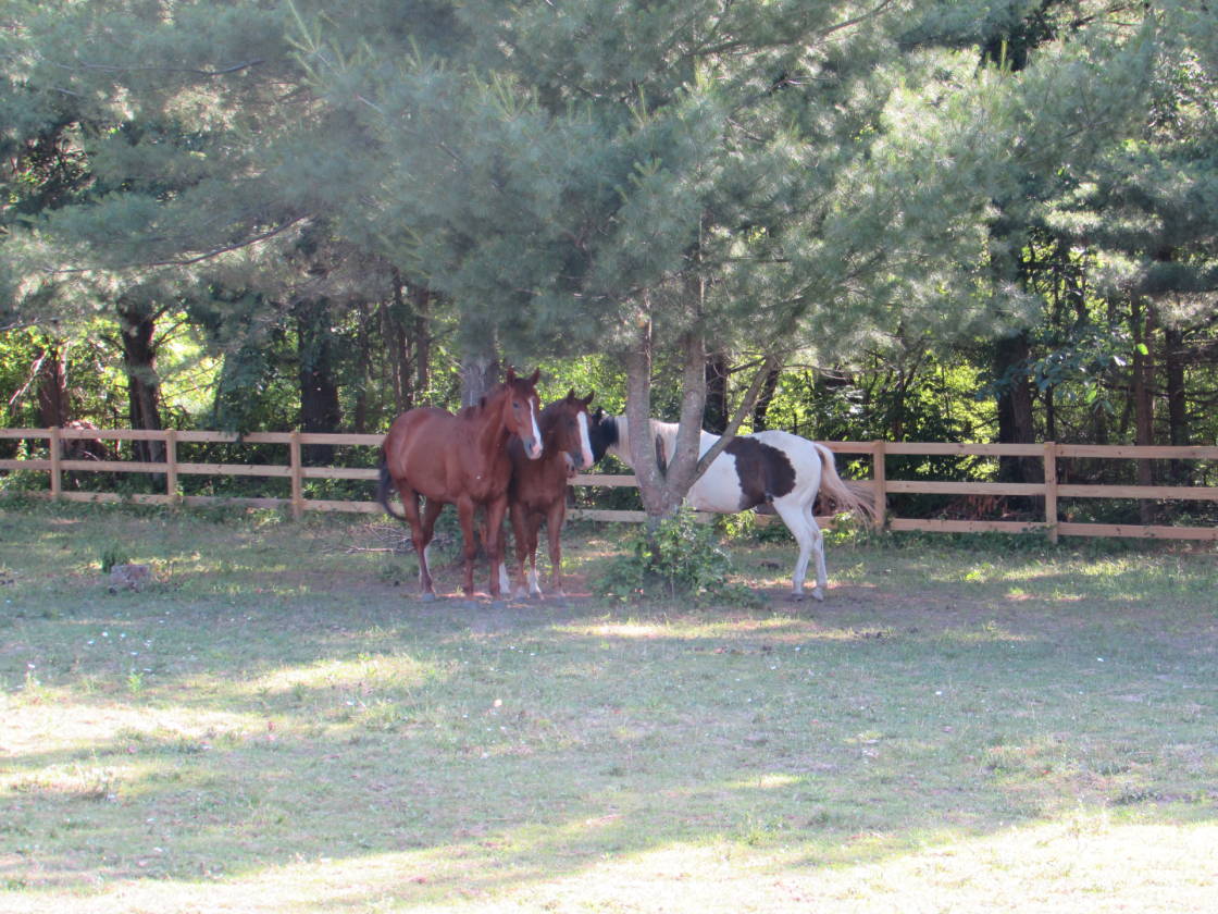 Beautiful Hobby Farm- Oxford MI | Oxford, Oakland County, Michigan ...