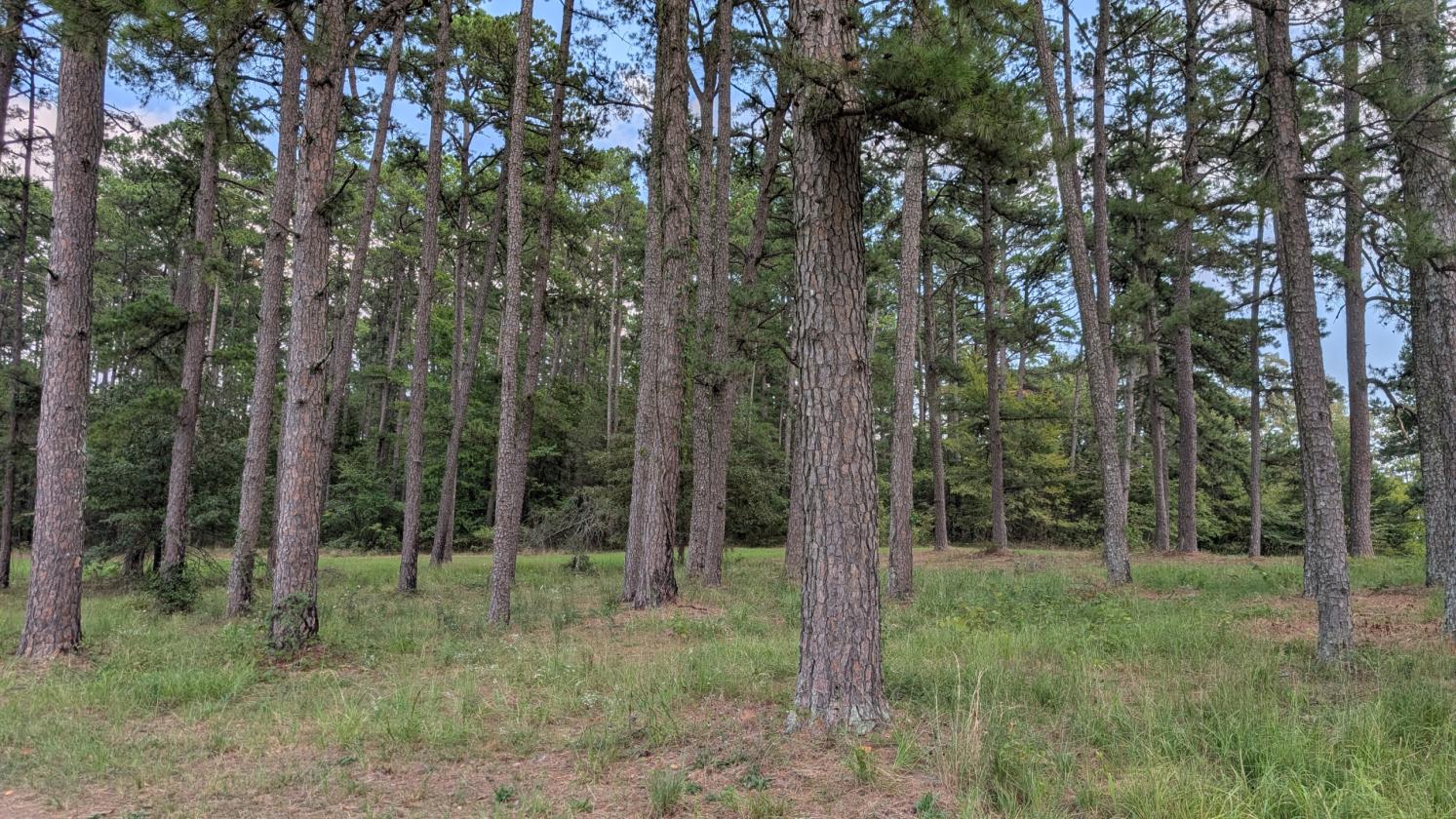 Homesteader's Paradise - photo 27
