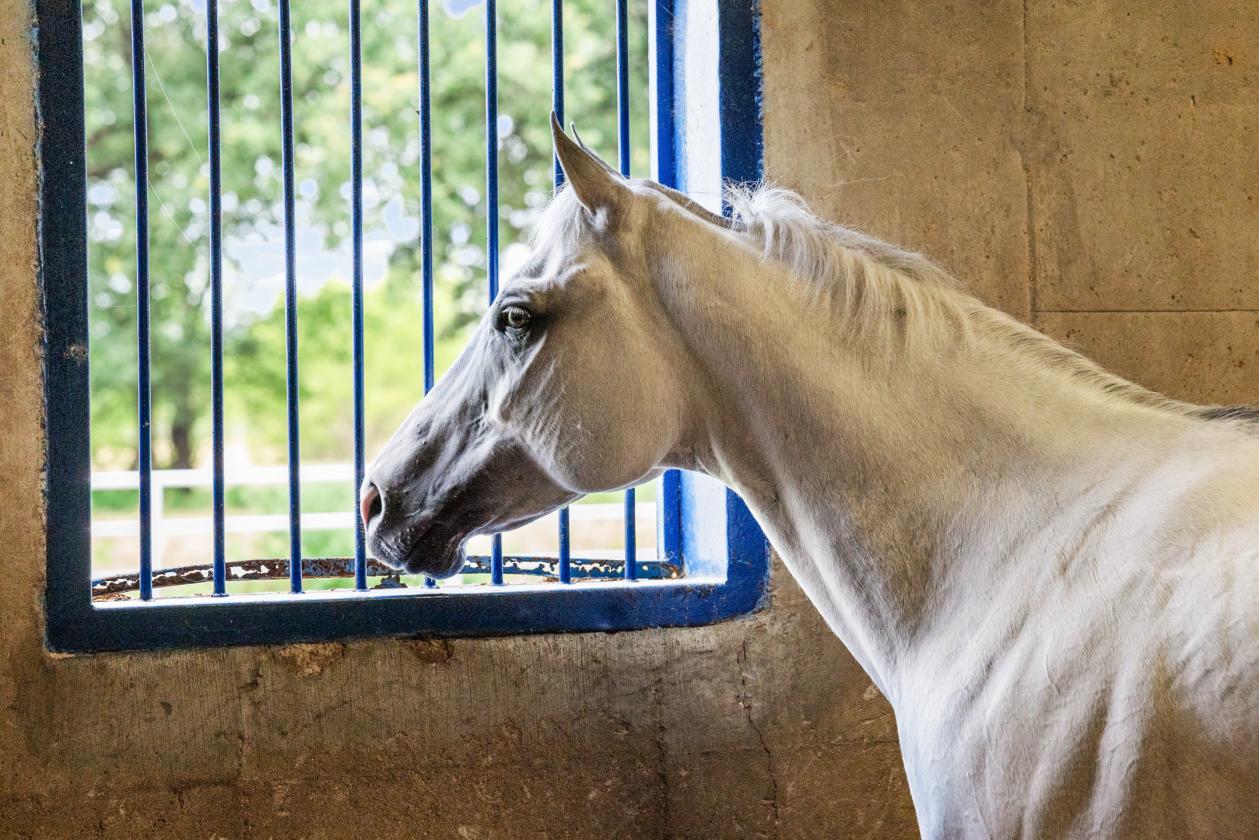 DIAMOND D RANCH EQUESTRIAN ESTATE - photo 6