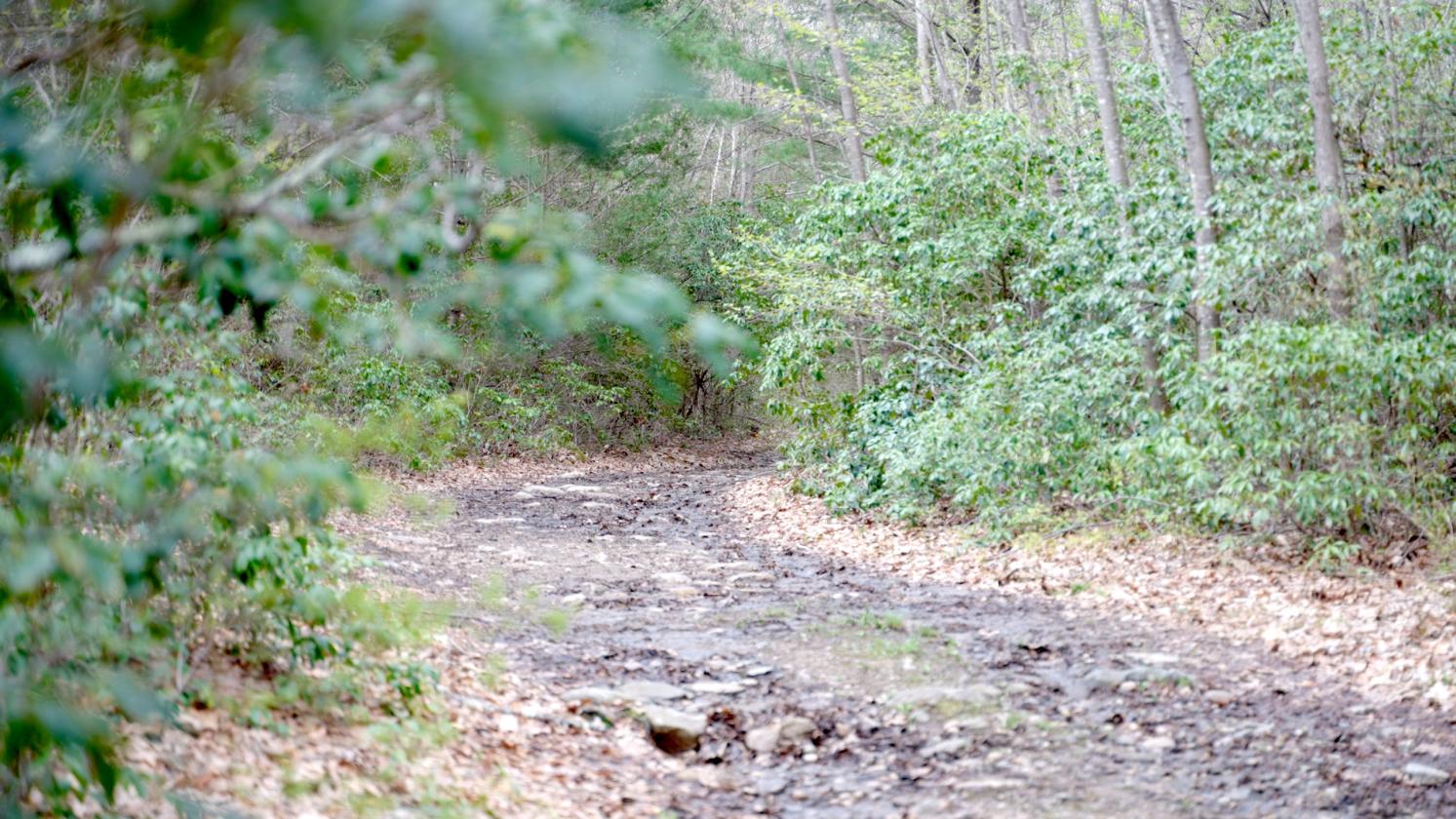 70 Acre Estate in North Granby - photo 5