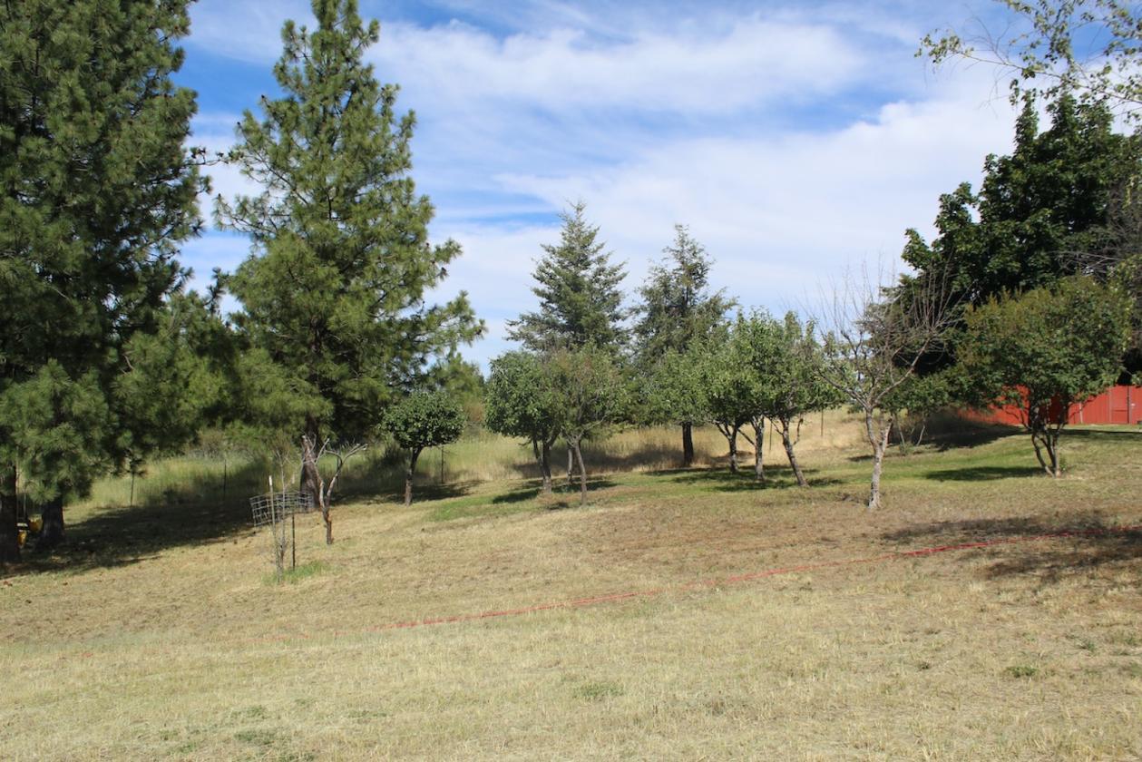 20 Acre horse property - photo 6