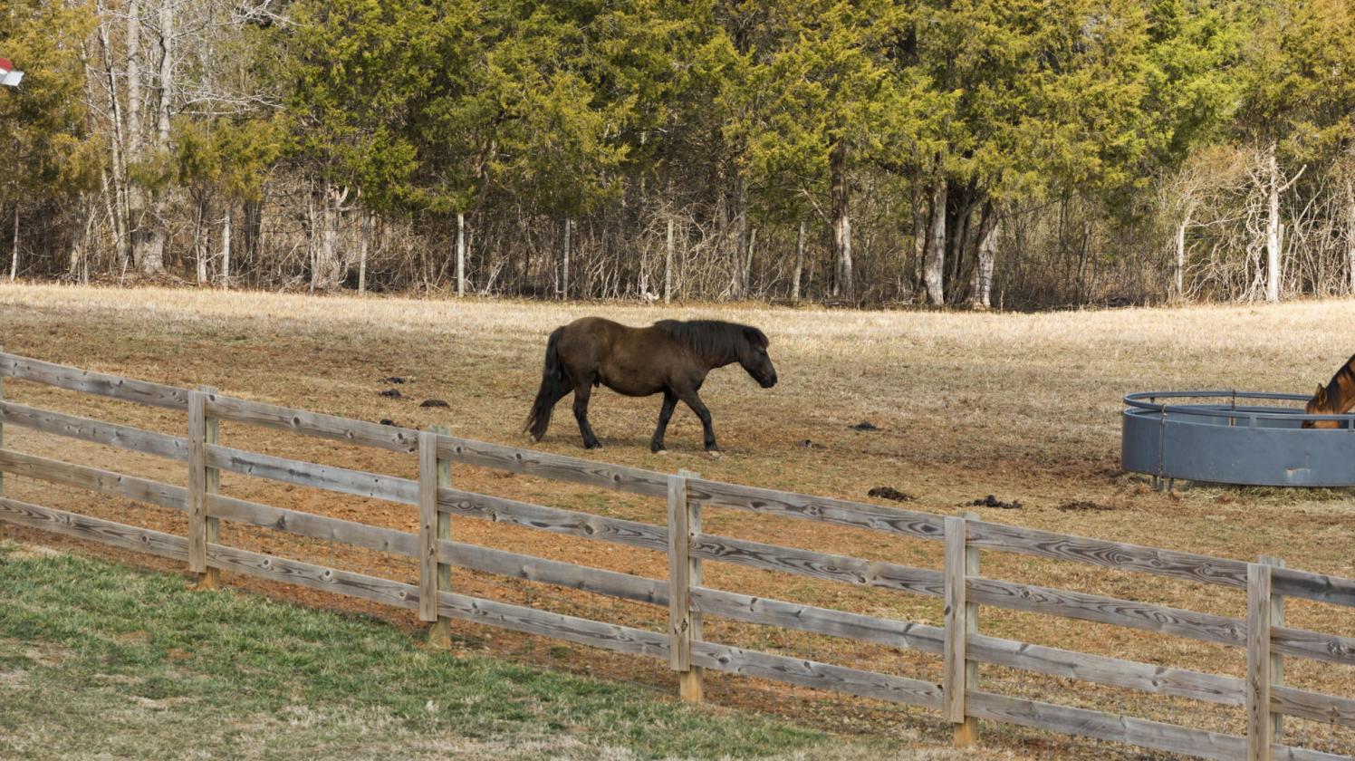 Sunny Side Up Farm | 9-Stall Equestrian Estate - photo 4