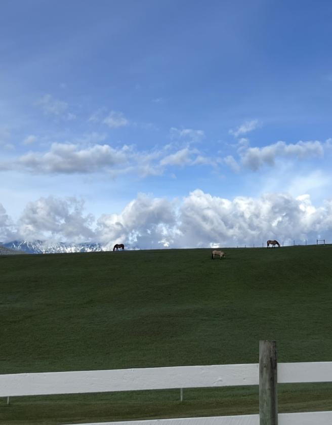 Horse Property in the heart of the Rockys - photo 5