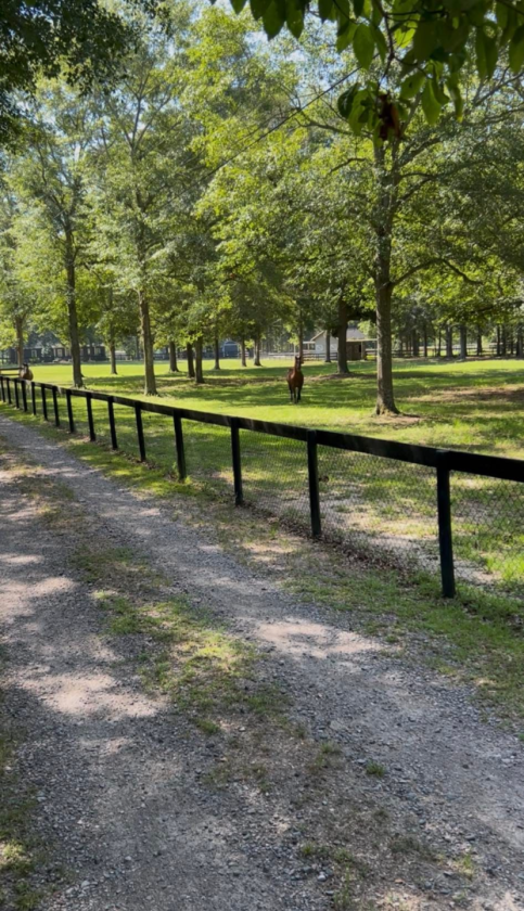 Horse-Ready & Waterfront - photo 19
