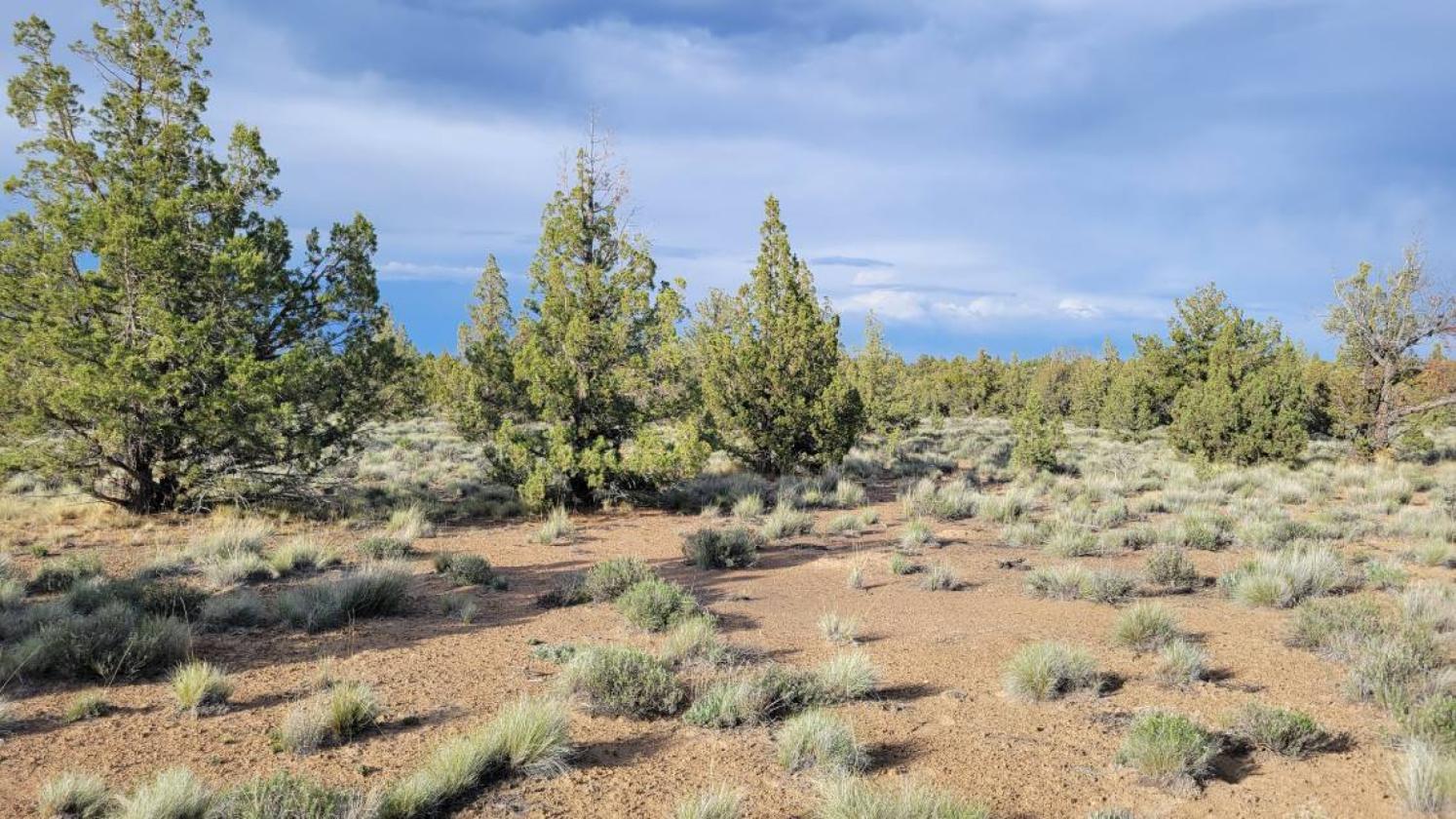 9.8 Buildable acres / Cross fenced - photo 11