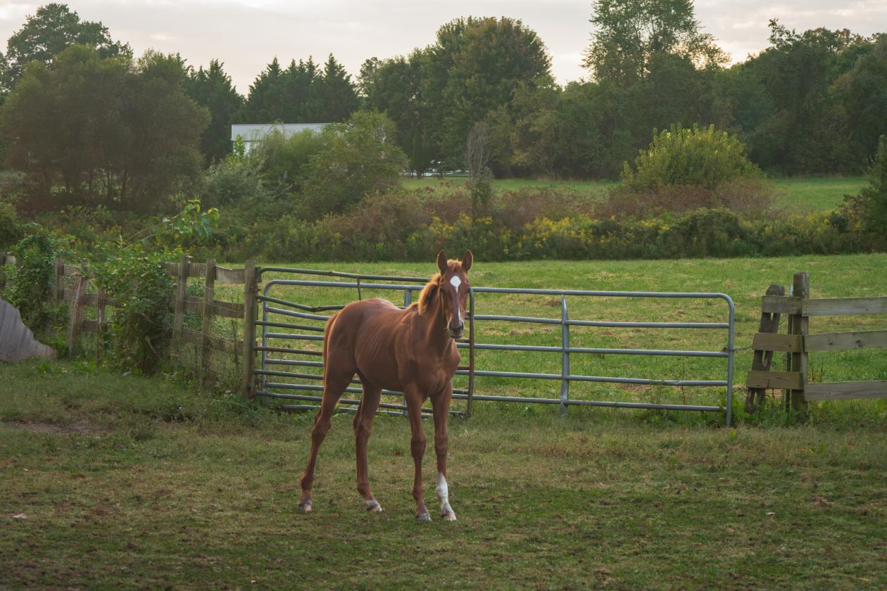 100 Acre Equestrian Estate with Infrastructure - photo 9