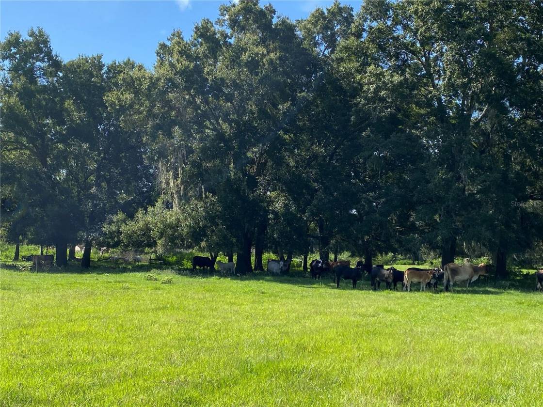 Horse Property for sale.