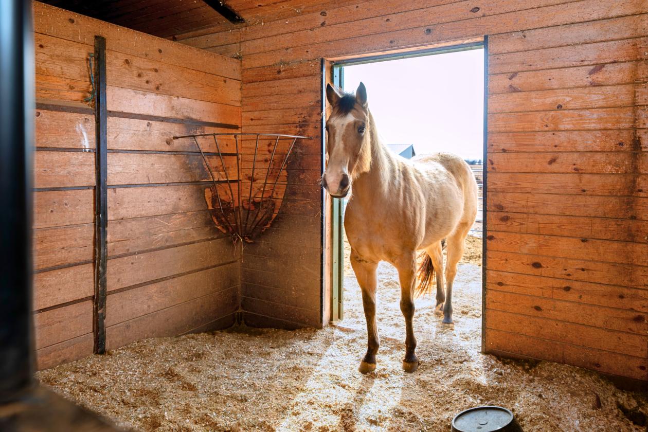 Income Producing Horse Boarding Facility - photo 9