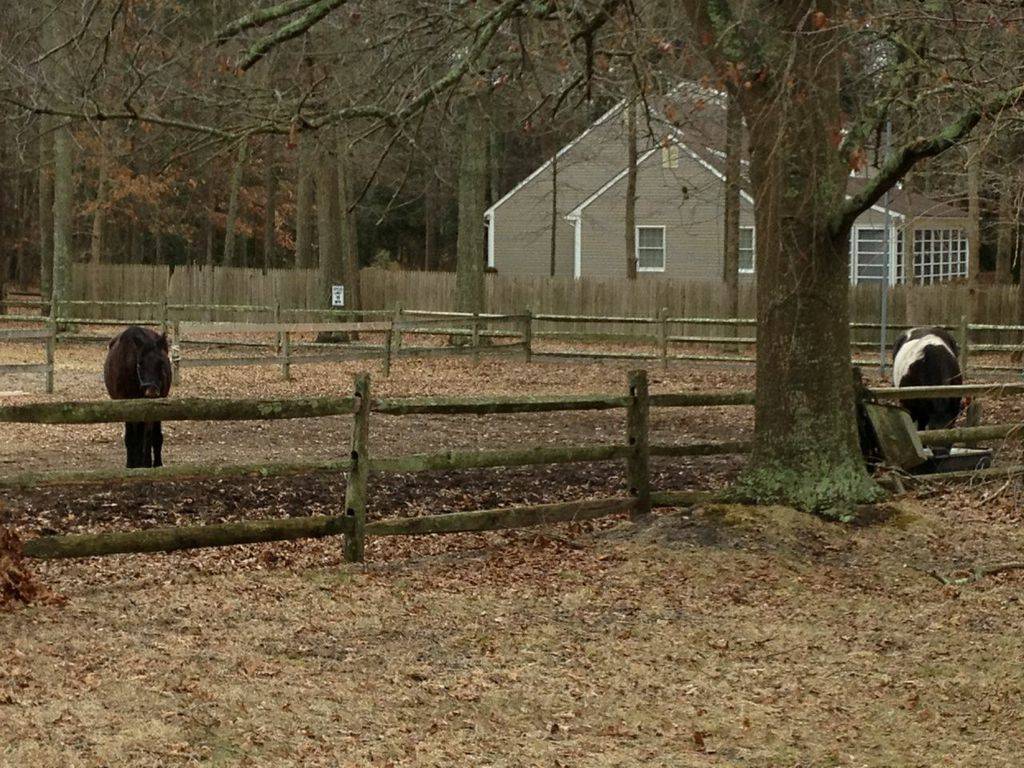 Water Front Gentlemens 8.5 Acre Horse Farm Egg Harbor Township, Atlantic County, New Jersey