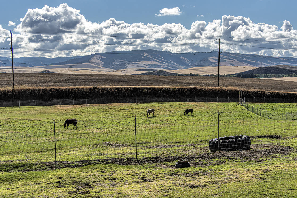 Horse Property with Views Walla Walla, Walla Walla County