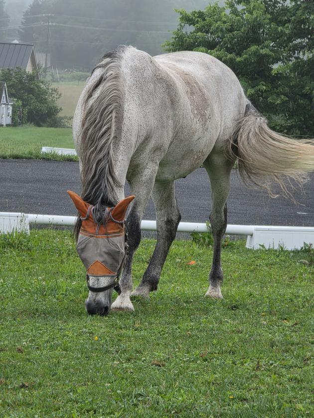 Picturesques Equestrian Retreat in Loudoun County - photo 2