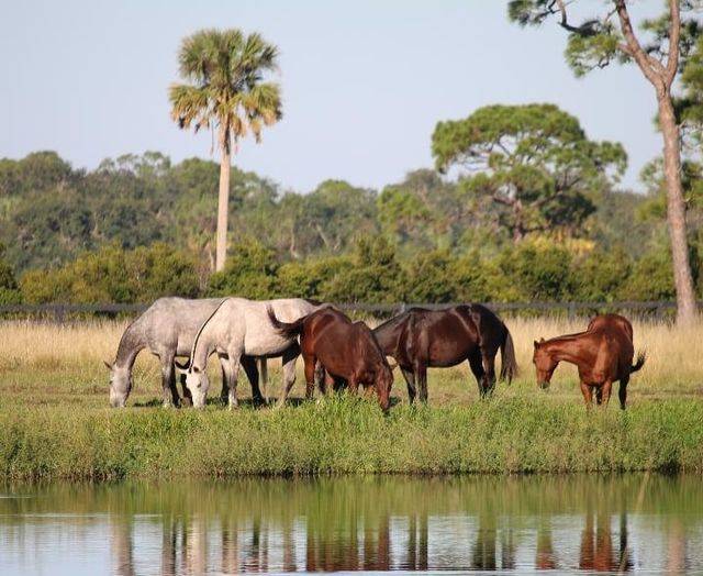 Horse Farm for sale Okeechobee, Martin County, Florida