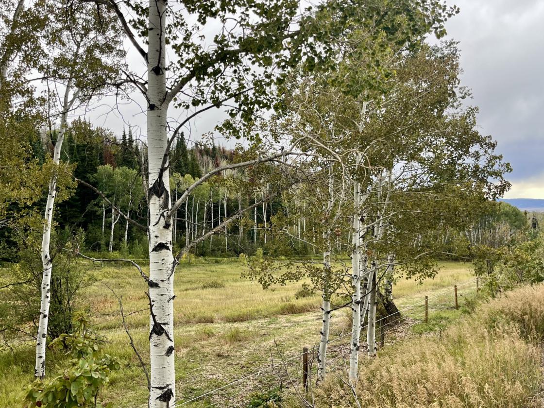 Mountain Rustic Charm Ranch - photo 14