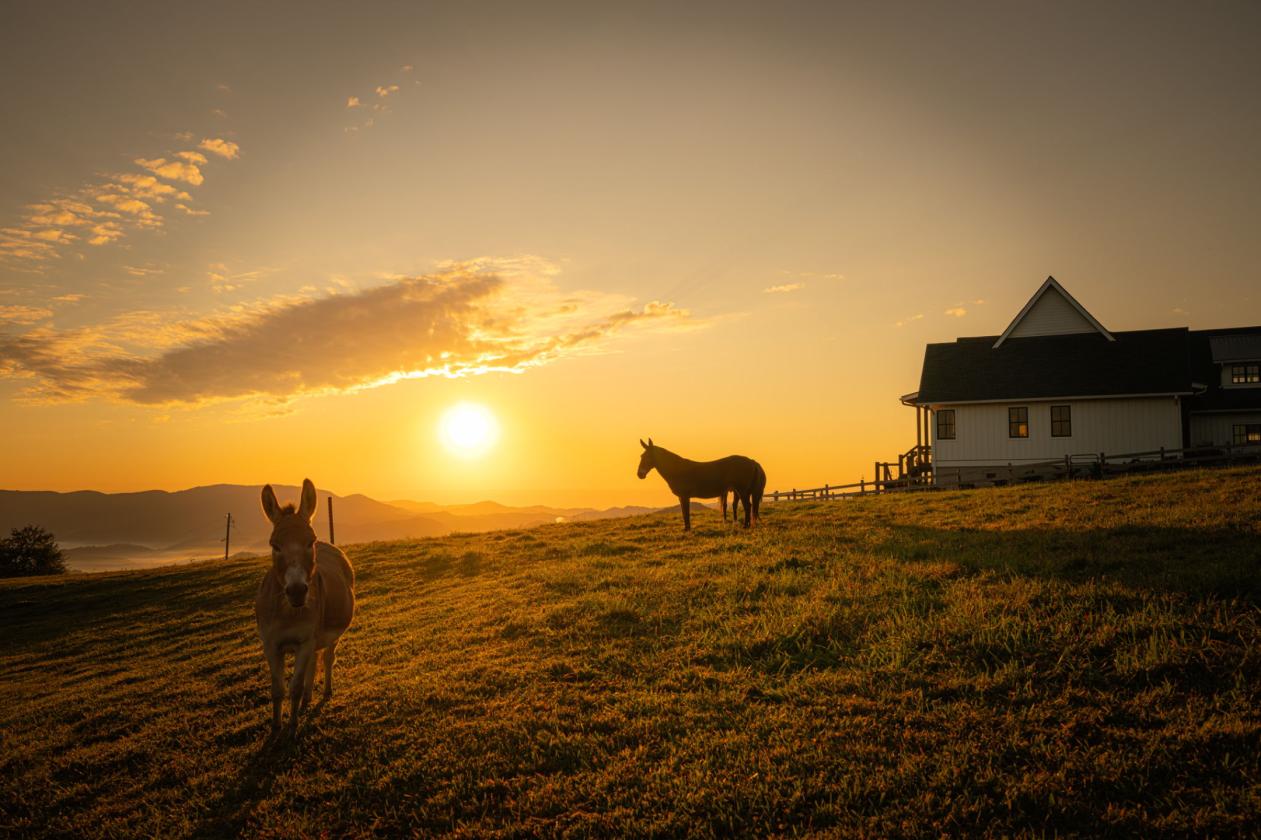 Sorrel Sky Farm Luxury Mountain Equestrian Estate - photo 4
