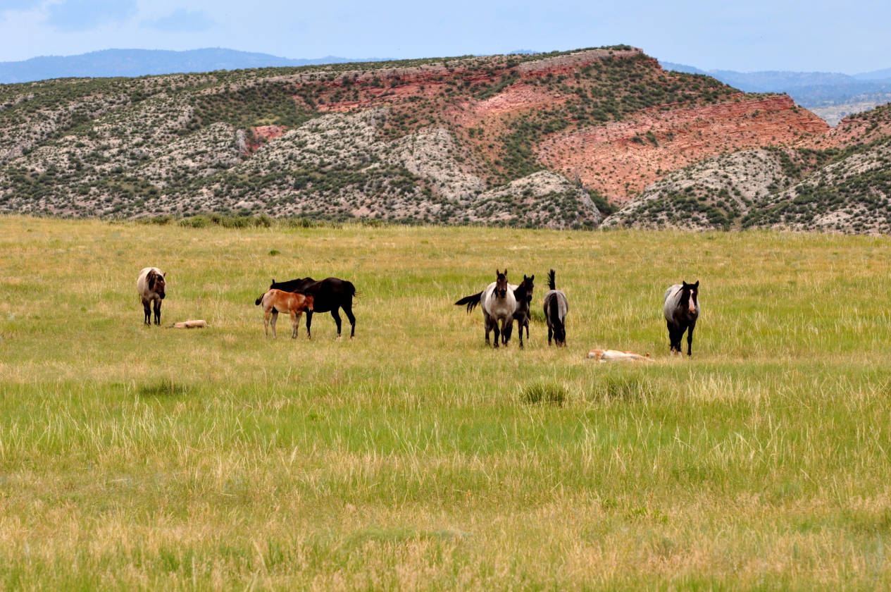 Horse property for sale with views and great grass Livermore