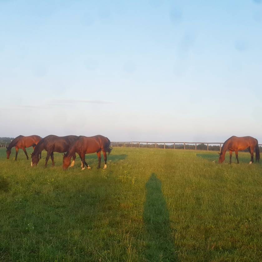 Carlisle Springs Farm - photo 3