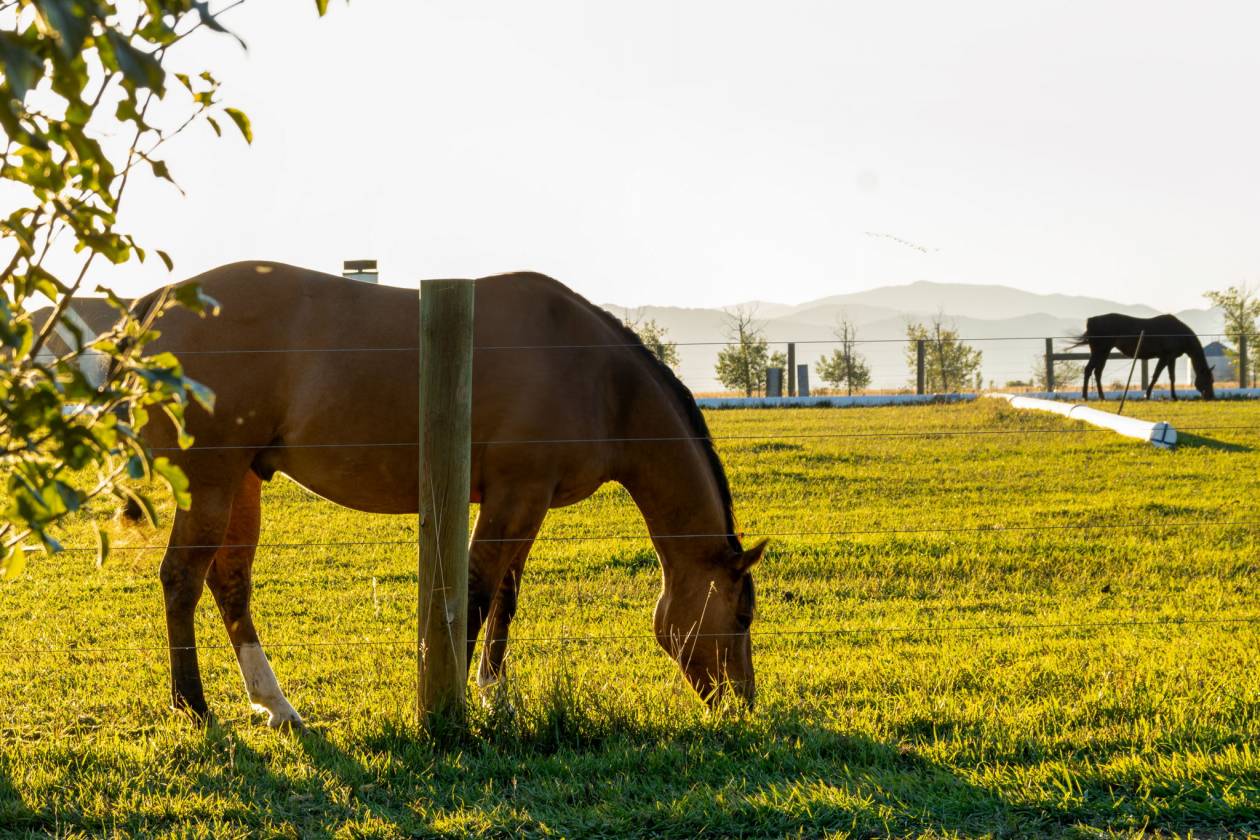 Dream Equestrian Retreat - photo 2
