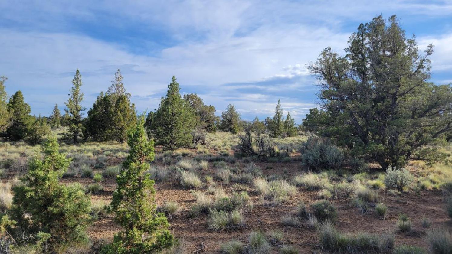 9.8 Buildable acres / Cross fenced - photo 7