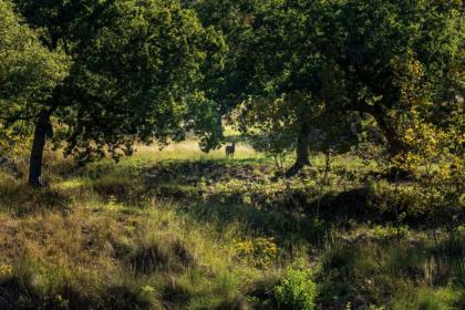 Property image.