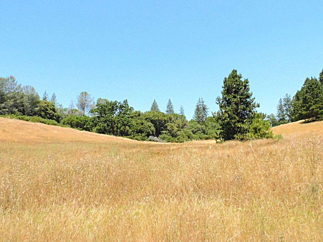 Beautiful Rolling 165 Acres, 100GPM Well too! - photo 10