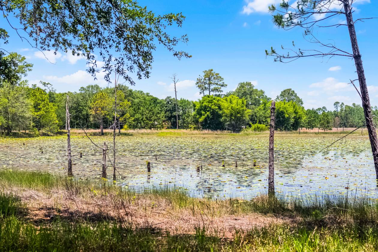 Private & Rare Wild Old Florida 36 Acre Gem - photo 6