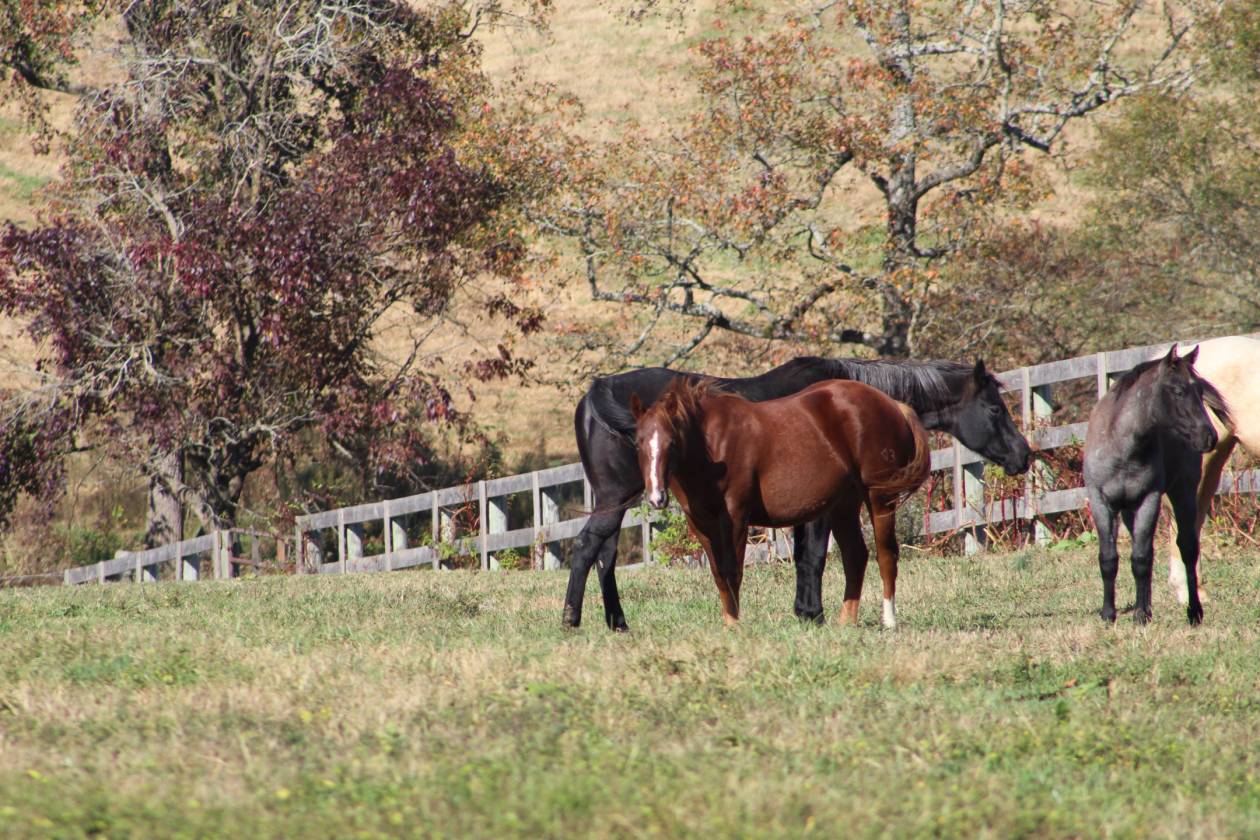 140 AC Horse Facility NC within 30 miles Pinehurst - photo 22