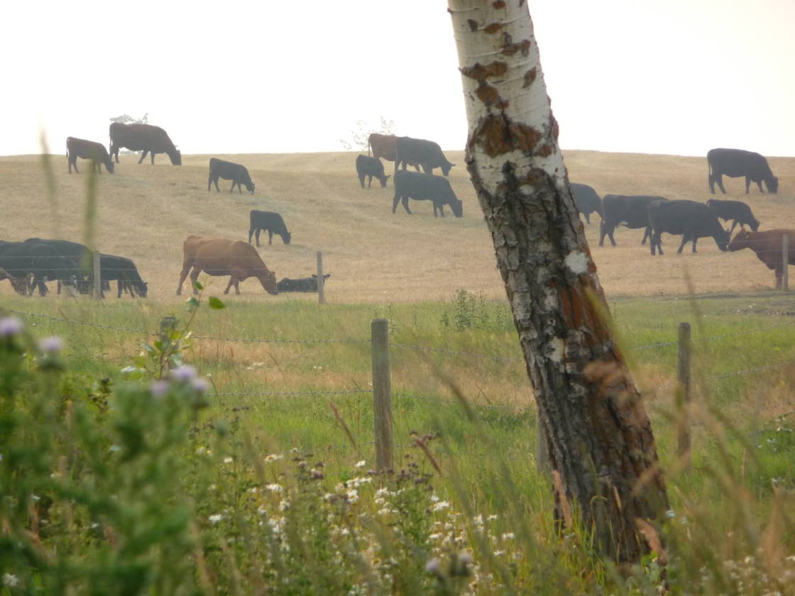 LIMESTONE MOUNTAIN RANCH HORSES, CATTLE, RECREATION Big Lake Ranch