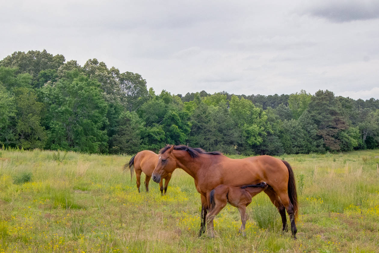 Horse Farms For Sale in Alabama, Horse Property & Ranches For Sale in AL