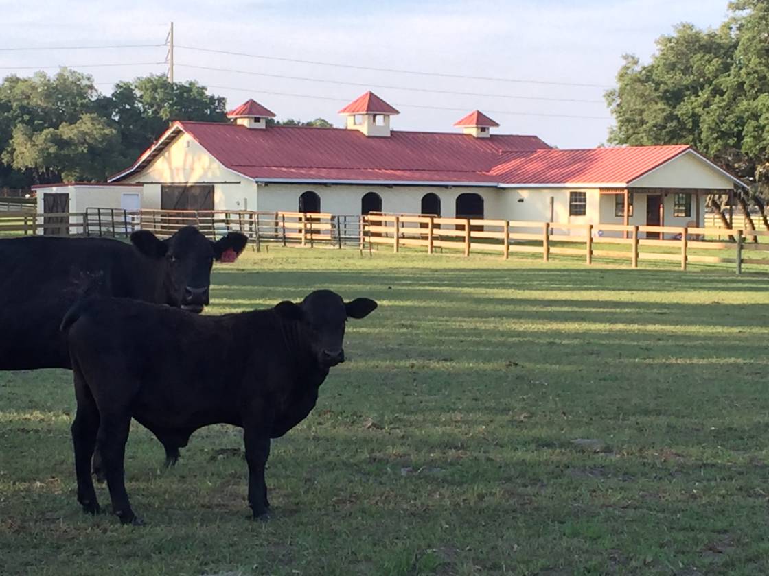 Horse property for sale Eustis, Lake County, Florida Horse property