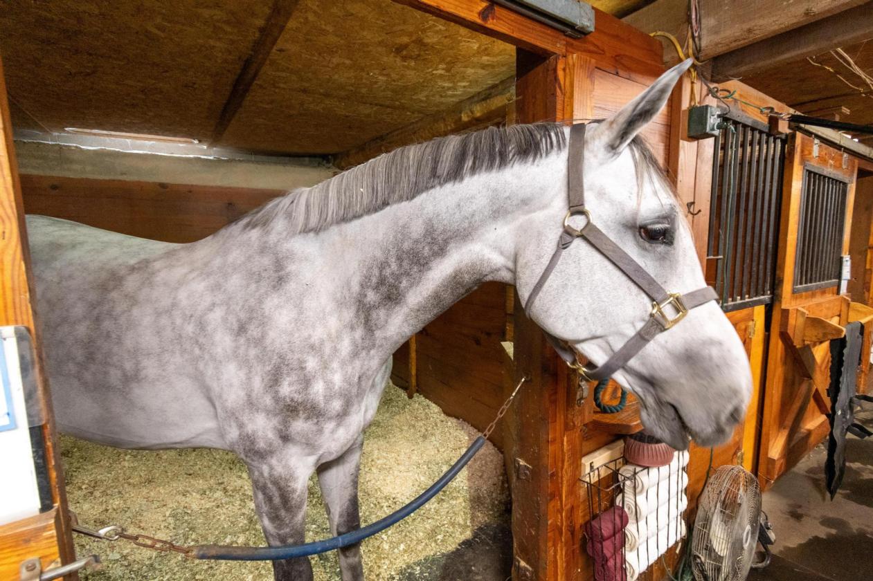 Established Equestrian Facility on 17 Acres - photo 24