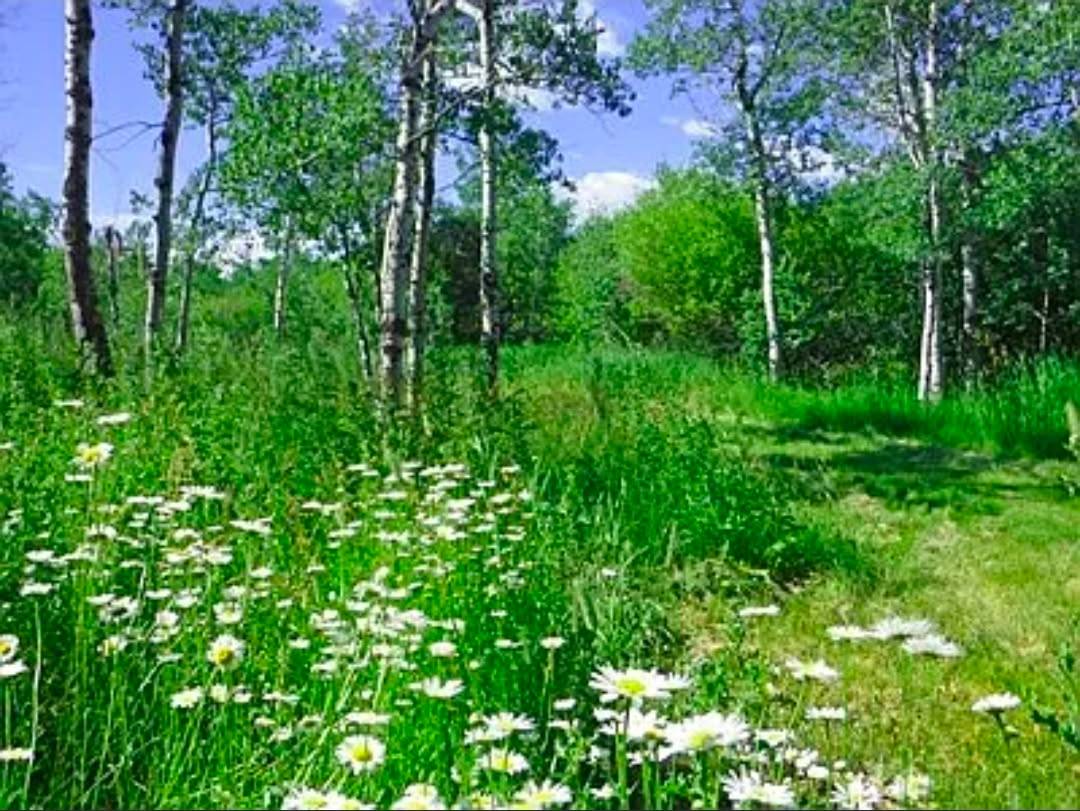 15.268 Acres! Creeks! Trails! Views! Meadows! - photo 14