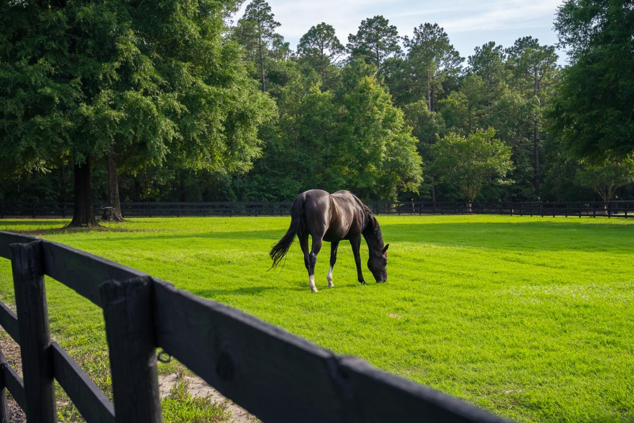 Oak Haven Farm - 302 Equestrian Corridor - photo 23