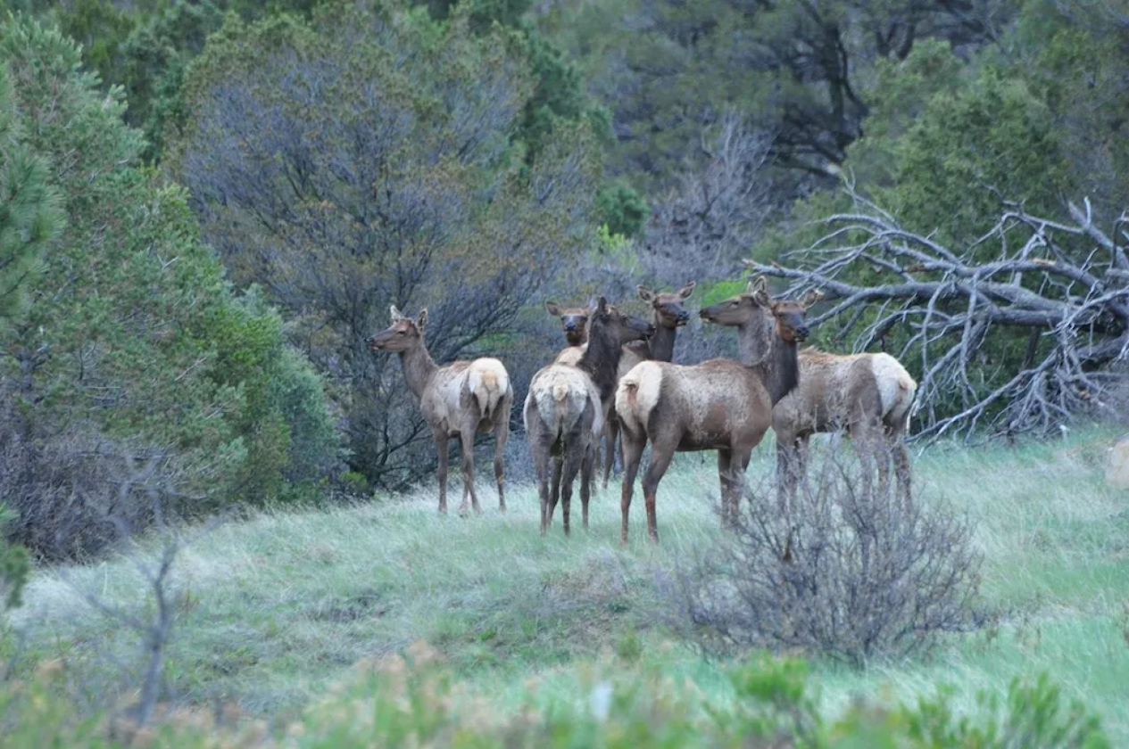 RIDE ON HOME to AUTHENTIC COLORADO! - photo 17
