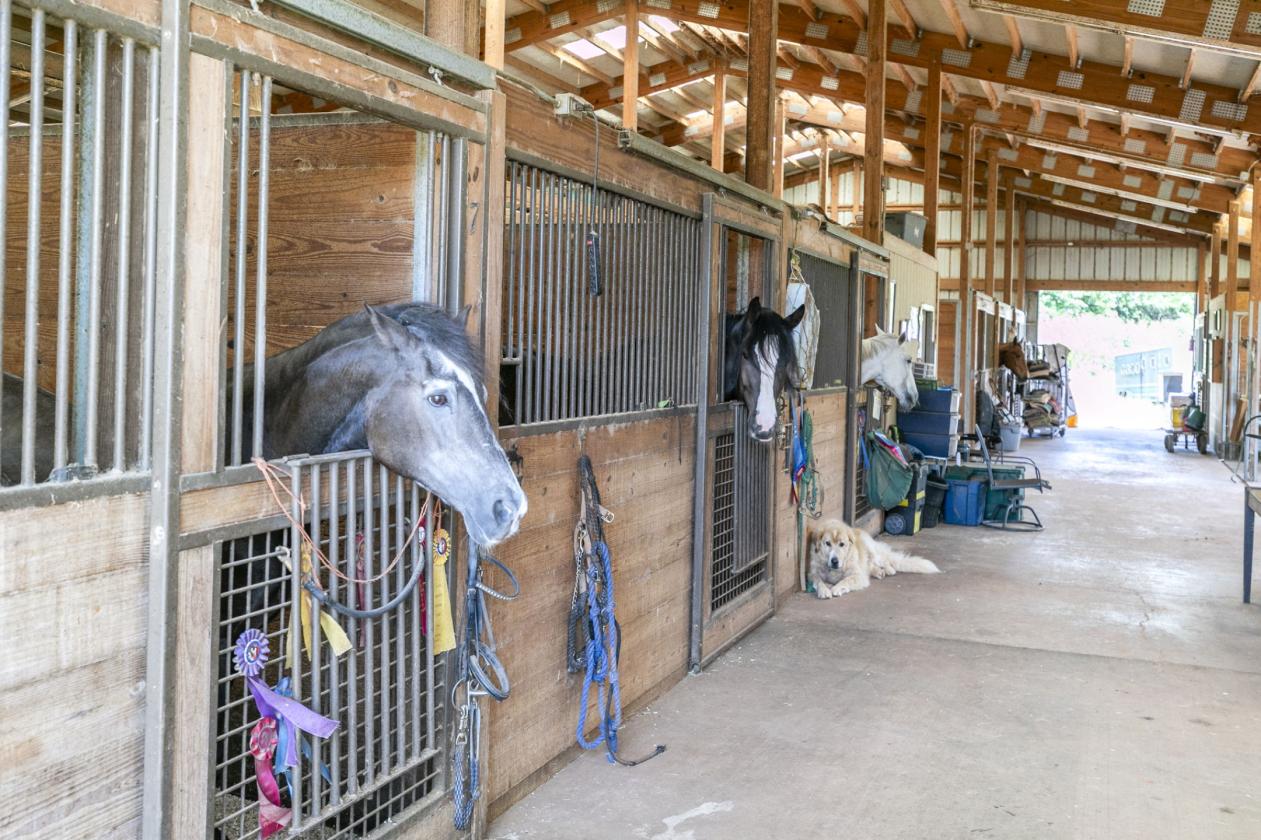 Professional Boarding/Training Facility - photo 5