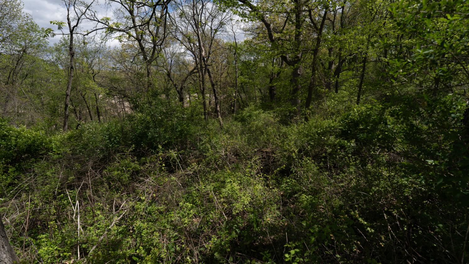 Bring Your Horses Home – 8 Scenic Acres Near MSN - photo 8