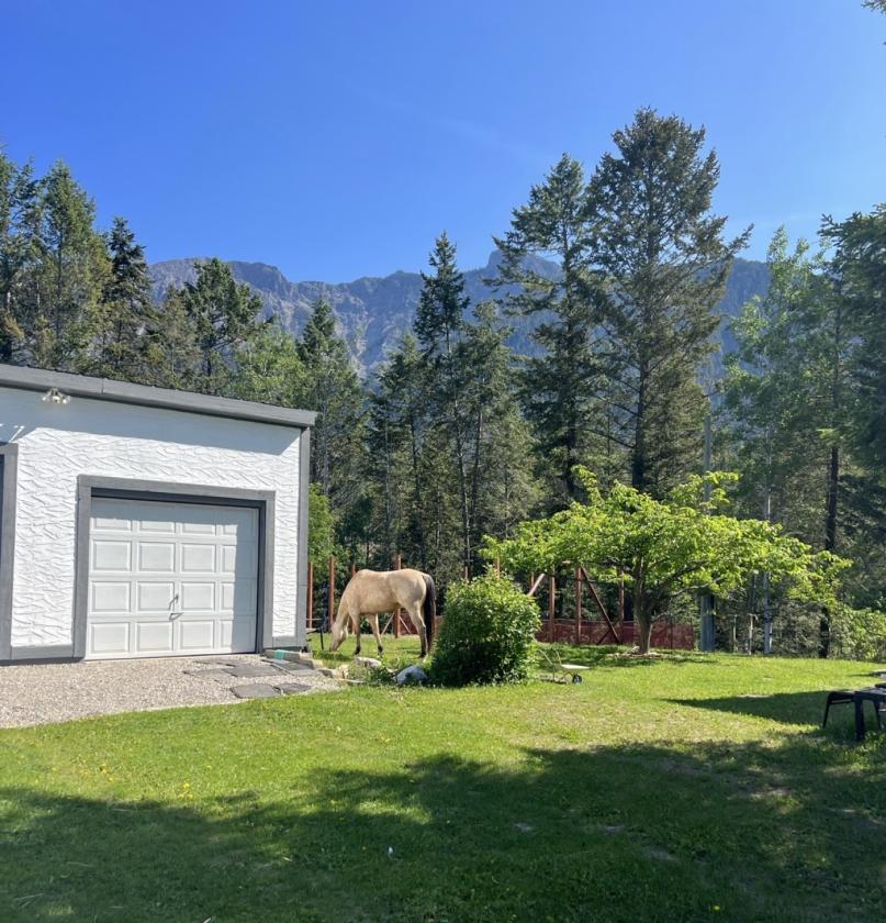 Horse Property in the heart of the Rockys - photo 19