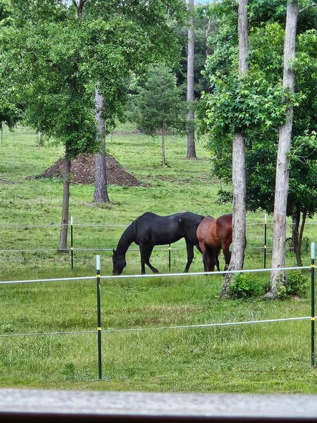 Horse Property for sale.