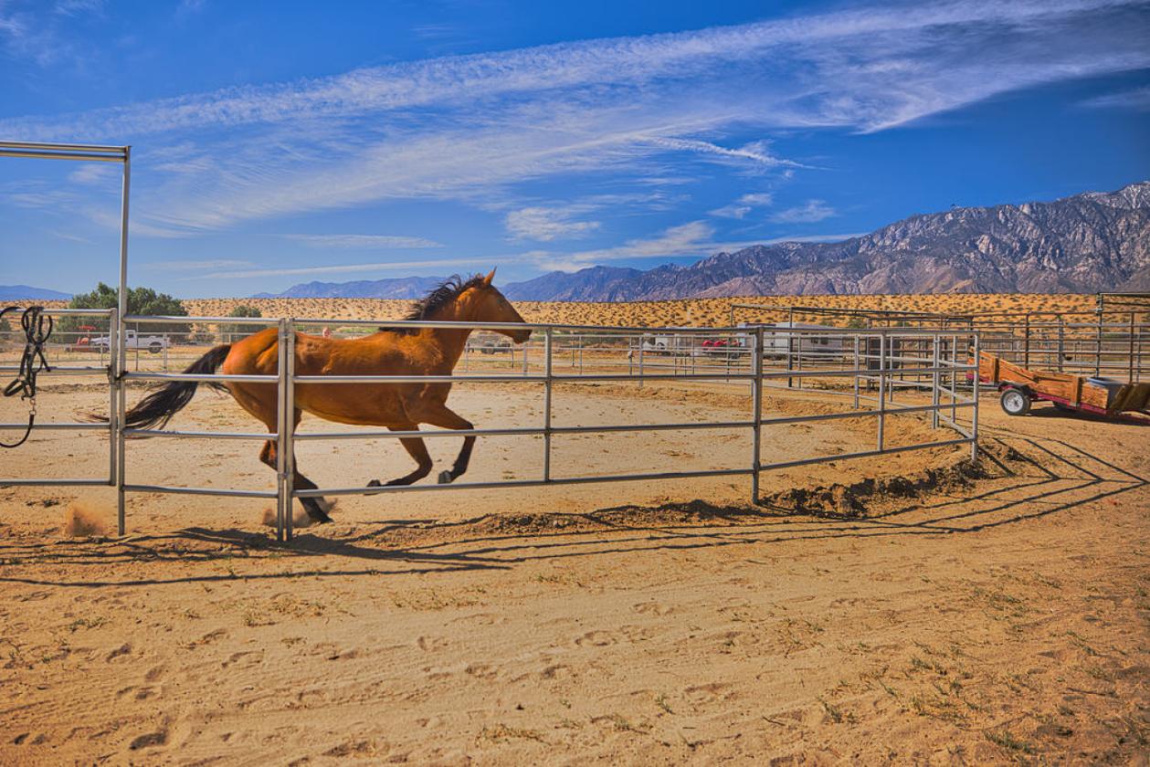 Equestrian Paradise Minutes from Palm Springs - photo 4
