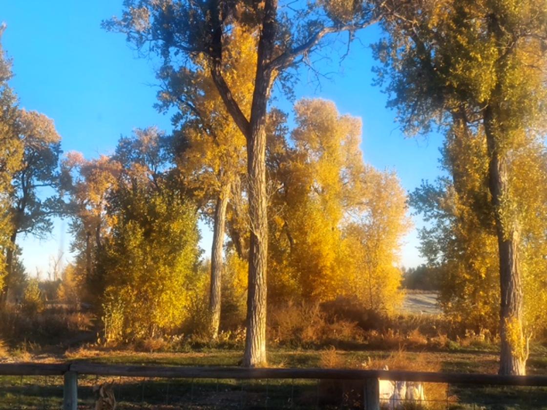 Private 40-acre Horse Ranch with Live Water - photo 29