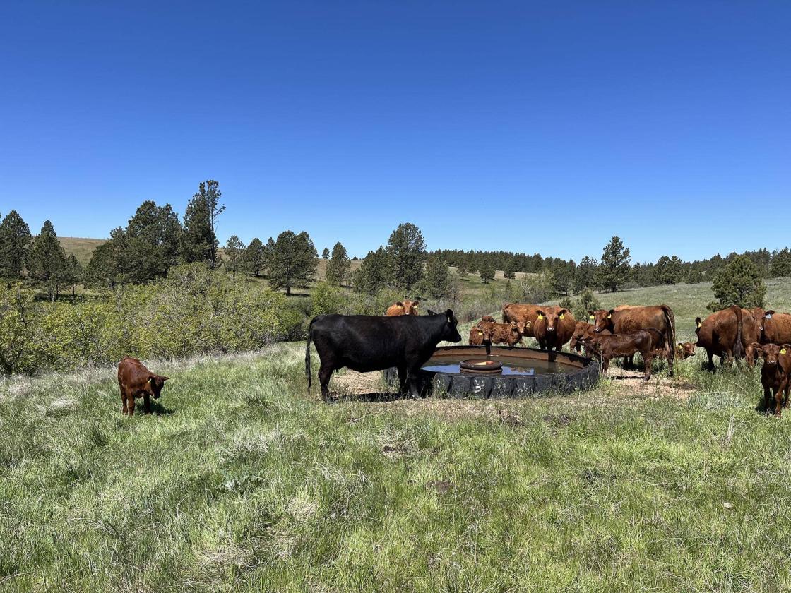 Piney Ridge Ranch - photo 4