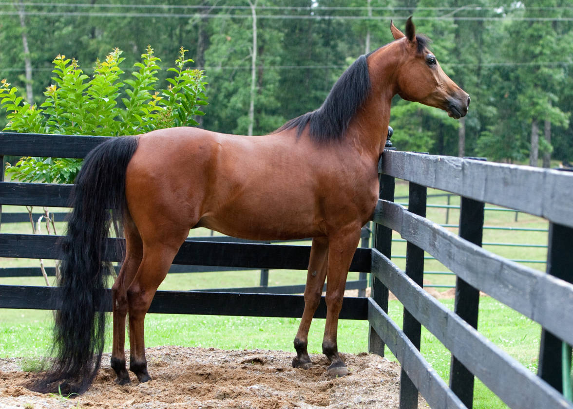 REDUCED! 10 Acre Horse Farm Wilsonville, AL. A Paradise for