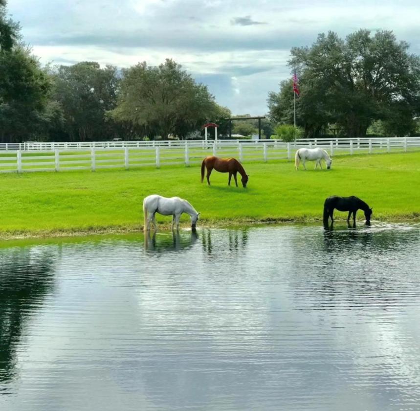 21.75 Acres in Central Florida Horse Country - photo 27